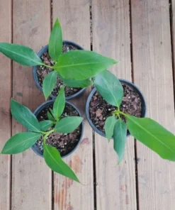 Grand Nain Banana Plant - Dwarf Banana Tree - Live Banana Fruit Plant - Banana Plant Tree Plant Musa - 4-6 Inch Dwarf Fruit Tree Live Plant