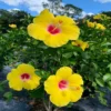 Hawaiian Yellow Hibiscus Plant - 2 Starter Live Plants - 5 Inch Tall - Yellow Hibiscus Flower Plant Tropical Exotic Plant