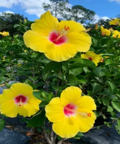 Hawaiian Yellow Hibiscus Plant - 2 Starter Live Plants - 5 Inch Tall - Yellow Hibiscus Flower Plant Tropical Exotic Plant