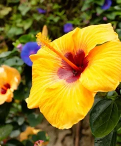 Hawaiian Yellow Hibiscus Plant - 2 Starter Live Plants - 5 Inch Tall - Yellow Hibiscus Flower Plant Tropical Exotic Plant