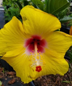 Hawaiian Yellow Hibiscus Plant - 2 Starter Live Plants - 5 Inch Tall - Yellow Hibiscus Flower Plant Tropical Exotic Plant