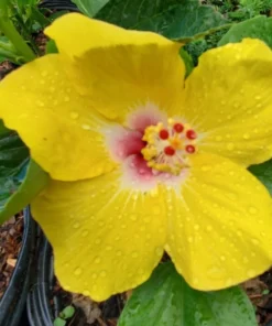 Hawaiian Yellow Hibiscus Plant - 2 Starter Live Plants - 5 Inch Tall - Yellow Hibiscus Flower Plant Tropical Exotic Plant