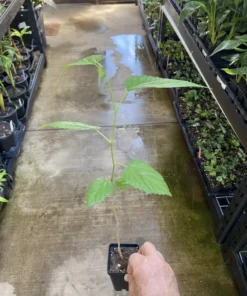 Illinois Everbearing Mulberry Tree - Live Fruit Plant - 12-16 inch - Green