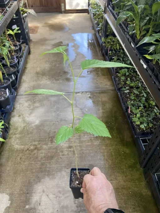 Illinois Everbearing Mulberry Tree - Live Fruit Plant - 12-16 inch - Green
