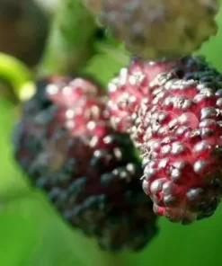 Illinois Everbearing Mulberry Tree - Live Fruit Plant - 12-16 inch - Green