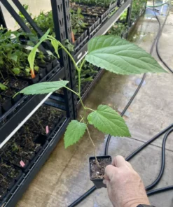 Illinois Everbearing Mulberry Tree - Live Fruit Plant - 12-16 inch - Green