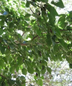 Illinois Everbearing Mulberry Tree - Live Fruit Plant - 12-16 inch - Green