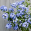 Imperial Blue Plumbago Plant - 2 Starter Live Plants - 5 Inches Tall - Blue Flowering Shrub