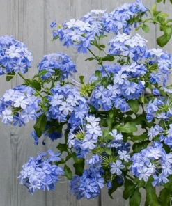 Imperial Blue Plumbago Plant - 2 Starter Live Plants - 5 Inches Tall - Blue Flowering Shrub