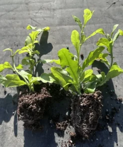 Imperial Blue Plumbago Plant - 2 Starter Live Plants - 5 Inches Tall - Blue Flowering Shrub