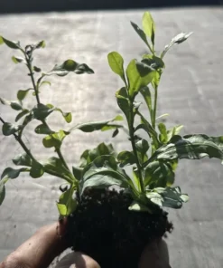 Imperial Blue Plumbago Plant - 2 Starter Live Plants - 5 Inches Tall - Blue Flowering Shrub