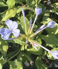 Imperial Blue Plumbago Plant - 2 Starter Live Plants - 5 Inches Tall - Blue Flowering Shrub