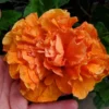 Jane Cowell Hibiscus Plant - 2 Starter Live Plants 5" Tall - Orange Flower Tropical Houseplant