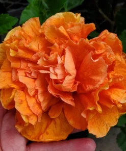 Jane Cowell Hibiscus Plant - 2 Starter Live Plants 5