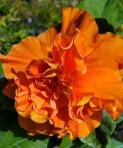 Jane Cowell Hibiscus Plant - 2 Starter Live Plants 5