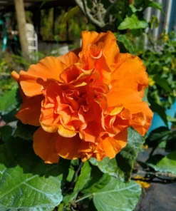 Jane Cowell Hibiscus Plant - 2 Starter Live Plants 5