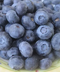 Jewel Blueberry Bush - Jewel Southern Highbush Blueberry - Live Blueberry Bush - Starter 4-6 inch Blue Berry Plant - Blueberry Plant Live