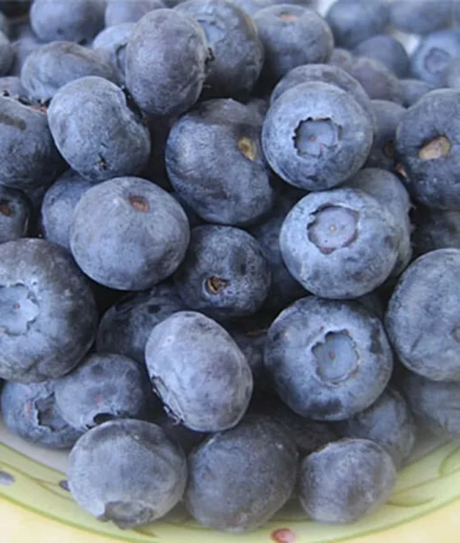 Jewel Blueberry Bush - Jewel Southern Highbush Blueberry - Live Blueberry Bush - Starter 4-6 inch Blue Berry Plant - Blueberry Plant Live