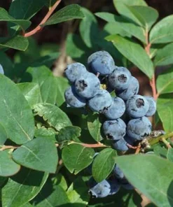 Jewel Blueberry Bush - Jewel Southern Highbush Blueberry - Live Blueberry Bush - Starter 4-6 inch Blue Berry Plant - Blueberry Plant Live