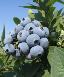 Jewel Blueberry Bush - Jewel Southern Highbush Blueberry - Live Blueberry Bush - Starter 4-6 inch Blue Berry Plant - Blueberry Plant Live