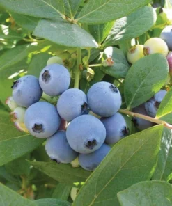 Jewel Blueberry Bush - Jewel Southern Highbush Blueberry - Live Blueberry Bush - Starter 4-6 inch Blue Berry Plant - Blueberry Plant Live