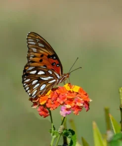 Lantana 