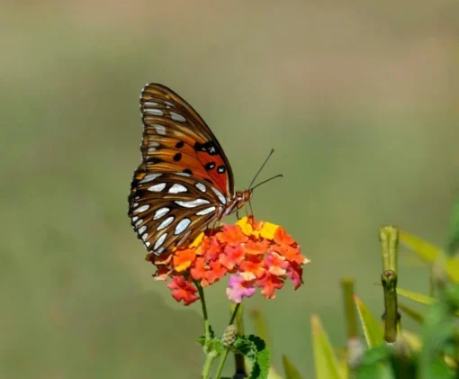 Lantana "Anne Marie" Live Starter Plants | 4-6 Inches Tall | Pollinator-Friendly, Ideal for Containers, Easy Care