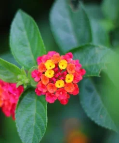 Lantana "Anne Marie" Live Starter Plants | 4-6 Inches Tall | Pollinator-Friendly, Ideal for Containers, Easy Care