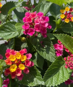 Lantana 