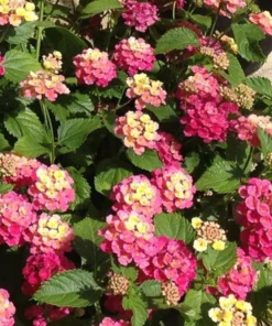 Lantana 