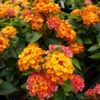 Lantana "Bright Orange" Live Starter Plants | 4-6 Inches Tall | Attracts Butterflies, Ideal for Containers, Drought-Tolerant