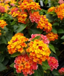 Lantana 
