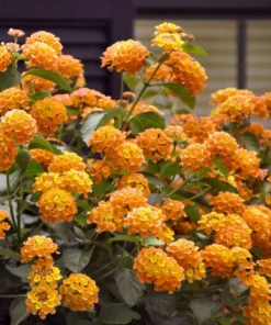 Lantana "Bright Orange" Live Starter Plants | 4-6 Inches Tall | Attracts Butterflies, Ideal for Containers, Drought-Tolerant