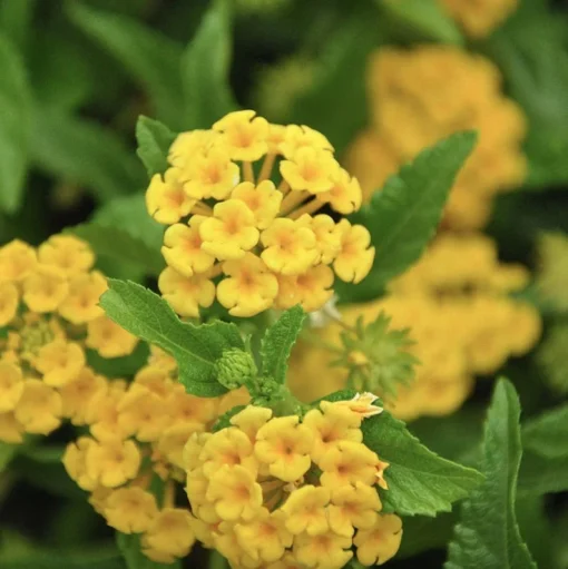 Lantana "Chapel Hill Gold" Live Starter Plants | 4-6 Inches Tall | Pollinator-Friendly, Container-Friendly, Easy Care