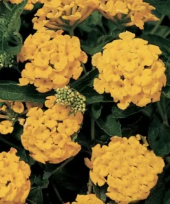 Lantana "Chapel Hill Gold" Live Starter Plants | 4-6 Inches Tall | Pollinator-Friendly, Container-Friendly, Easy Care