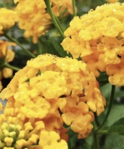 Lantana 