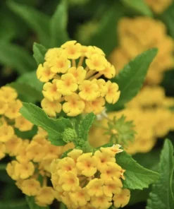Lantana "Chapel Hill Yellow" Live Starter Plants | 4-6 Inches Tall | Pollinator-Friendly, Ideal for Containers, Low Maintenance