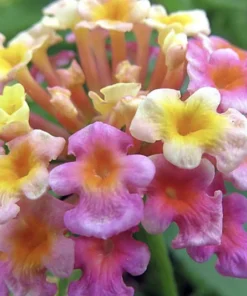 Lantana 