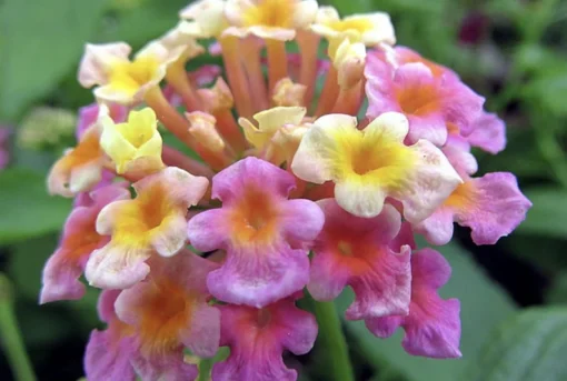 Lantana "Confetti" Live Starter Plants | 4-6 Inches Tall | Attracts Butterflies, Ideal for Containers, Easy Maintenance