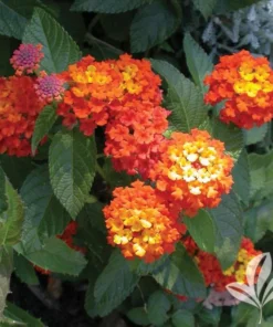 Lantana "Confetti" Live Starter Plants | 4-6 Inches Tall | Attracts Butterflies, Ideal for Containers, Easy Maintenance
