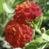 Lantana "Dallas Red" Live Starter Plants | 4-6 Inches Tall | Attracts Butterflies, Perfect for Containers, Low Maintenance
