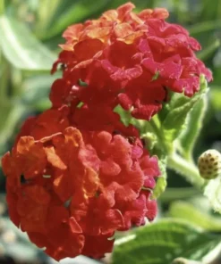Lantana 