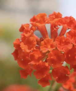 Lantana "Dallas Red" Live Starter Plants | 4-6 Inches Tall | Attracts Butterflies, Perfect for Containers, Low Maintenance