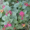 Lantana Plants Live - Carlos Red Pack of 3 Lantana Live Plants for Planting - 4-6 Inches Tall - Attracts Butterflies, Perfect for Containers