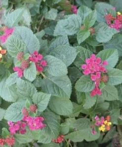Lantana Plants Live - Carlos Red Pack of 3 Lantana Live Plants for Planting - 4-6 Inches Tall - Attracts Butterflies, Perfect for Containers