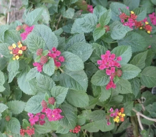 Lantana Plants Live - Carlos Red Pack of 3 Lantana Live Plants for Planting - 4-6 Inches Tall - Attracts Butterflies, Perfect for Containers