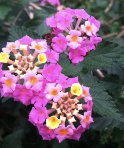 Lantana Plants Live - Carlos Red Pack of 3 Lantana Live Plants for Planting - 4-6 Inches Tall - Attracts Butterflies, Perfect for Containers