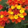 Lantana Plants Live - Fireworks Pack of 3 Lantana Live Plants for Planting - 4-6 Inches Tall - Attracts Butterflies, Perfect for Containers