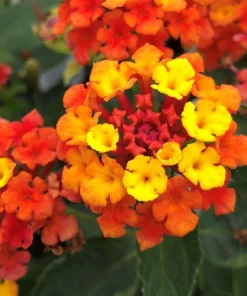 Lantana Plants Live - Fireworks Pack of 3 Lantana Live Plants for Planting - 4-6 Inches Tall - Attracts Butterflies, Perfect for Containers