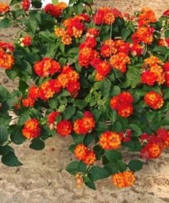 Lantana Plants Live - Fireworks Pack of 3 Lantana Live Plants for Planting - 4-6 Inches Tall - Attracts Butterflies, Perfect for Containers